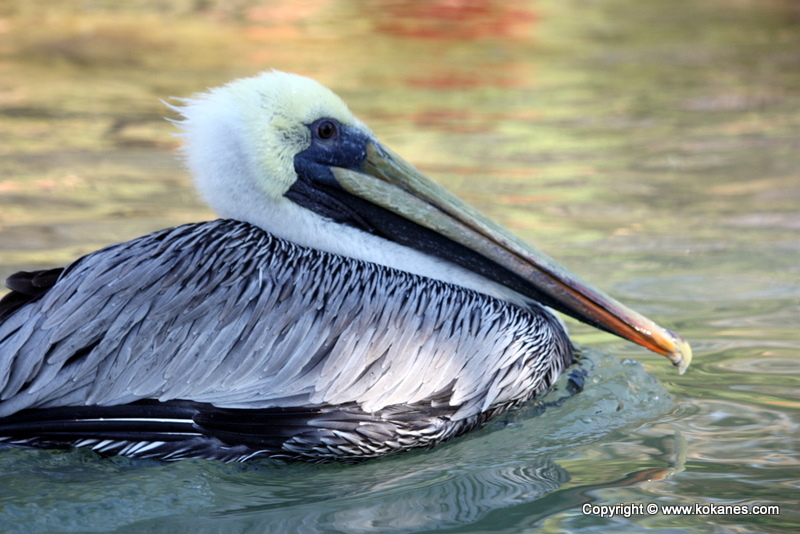 Brown Pelican